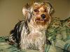 Yorkies That Smile!-img_6398.jpg