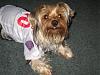 Yorkies That Smile!-img_6341.jpg