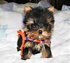 Our New Sister Mia Milan-advanti-yorkie_edited.jpg