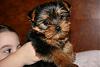 New Yorkie Owner-img_3740resize.jpg