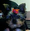where do i buy Yorkie Bows and shipping is good-photo-109.jpg