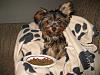 I can't believe it, my first YORKIE!-011-1.jpg