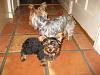 I can't believe it, my first YORKIE!-023-1.jpg