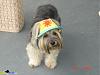 Anyone has a picture of Yorkie wearing a cap/visor?-292241218560273_la.jpg