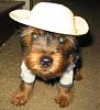 Anyone has a picture of Yorkie wearing a cap/visor?-nuggers2.jpg