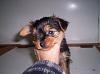 Is my yorkie full yorkie?-my-puppy-8.jpg