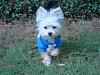 Morkie-gucci-outside-nov-10-2.jpg