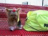 Shoes/socks for yorkies-girls-041007-005.jpg