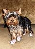 Shoes/socks for yorkies-tinkers-new-shoes.jpg