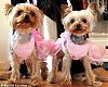 Most pampered pooches in Britain.-article-1085078-0271508f000005dc-343_468x373.jpg