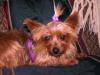 Different "style, shape" faces of yorkies...-daisy3.jpg