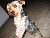 Mutant Yorkie.  World's largest yorkie?-019.jpg