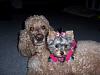 What other breeds can be Yorkie's best buddy?-cass-teddi.jpg