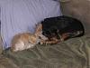 What other breeds can be Yorkie's best buddy?-bff.jpg