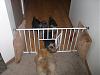 any ideas to keep yorkies in-gatekeeper-008-600-x-450-.jpg