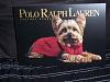 Look what YT & POLO have in common!-polo-yorkie.jpg