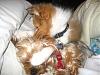What other breeds can be Yorkie's best buddy?-l_1786c29932b2550dd90a47282d58bef2.jpg