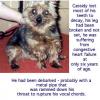 WARNING - GRAPHIC Pics to aid in saving Puppy Mill Dogs-cassidy.jpg