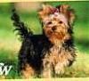 Yorkies with a tail-women-world-yorkie-tail-picture.jpg