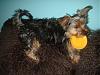 Yorkies with a tail-001.jpg