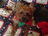 Do your babies have special holiday traditions?-baxter-christmas-2007.jpg