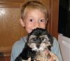 Anyone with a Morkie?-bryce-pebbles.jpg