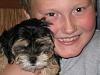 Anyone with a Morkie?-riley-pebbles.jpg