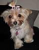 Anyone with a Morkie?-punk-bow-.jpg