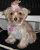 Anyone with a Morkie?-pink-princess.jpg