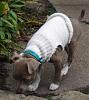 How do I dress Missy?-sweater-dog.jpg