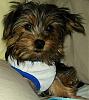 Yorkie Ears-daisy-mae-16-weeks.jpg