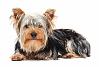 Two questions in one-yorkshire-terrier2.jpg