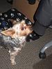 Rocky at work with me today !-picture-037.jpg