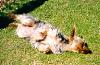 The Yorkie Crook-monty.jpg-01.jpg