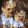 Photo Request - Yorkie Weight/Size-brothers-001.jpg