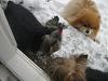 I finally have a Yorkie that loves the snow-snowday-001-600-x-450-.jpg