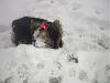 I finally have a Yorkie that loves the snow-snowday-008-600-x-450-.jpg