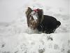 I finally have a Yorkie that loves the snow-snowday-009-600-x-450-.jpg