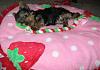 Missy and her Diggy4 bed & blankie-dig9.jpg