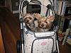 2009 International YorkieTalk Meetup - Alexandria, VA - July 17 to 19, 2009-new-stroller.jpg