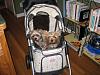 2009 International YorkieTalk Meetup - Alexandria, VA - July 17 to 19, 2009-stroller-2.jpg