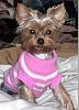 Yorkie Hair Cuts-tinkerbell-haircut2.jpg