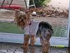 Yorkie Hair Cuts-cindybday2008-001-small-.jpg