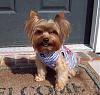 Yorkie Hair Cuts-rylie-11-3-07.jpg