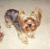 Yorkie Hair Cuts-rylie-6-.jpg