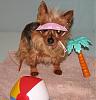 Red legged yorkie ???-8augresized.jpg