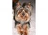 Red legged yorkie ???-mojoey.jpg