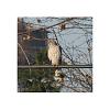 We have a Stalker....-cooperhawk-002-net.jpg