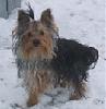 Unsure if My Yorkie is Purebread-tipou2.jpg