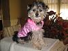 Yorkie Poos?-picture237-2.jpg